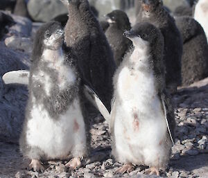 Two Adelie penguin chicks that have nearly fledged out their adult plumage.