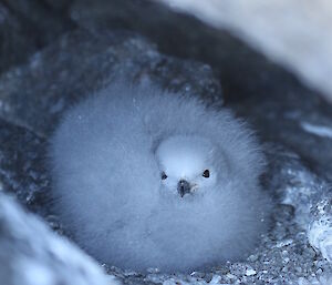 A fluffy snow petrel chick beginning to show adult plumage around the head