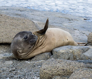 A young male elephant seal ashore at Mawson for a rest