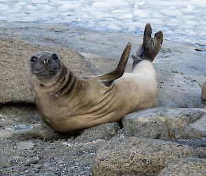 Another view of the young elephant seal hauled out at Mawson this week