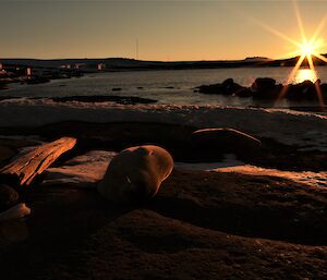 two Weddell seals are basking in the ice surrounded by the orange glow of sunset