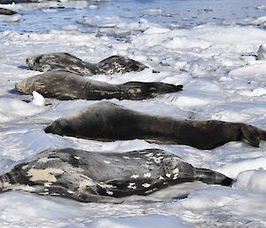 four grey and black Weddell seals lay in a row on the ice at Mawson