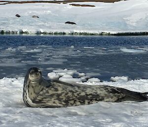 a large grey and black spotted Weddell seal lays on the sea ice