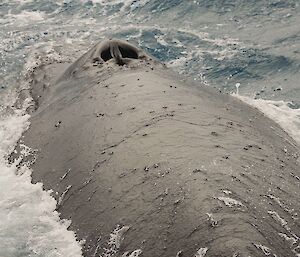 The snout, head and back of a Humpback Whale surrounded by water