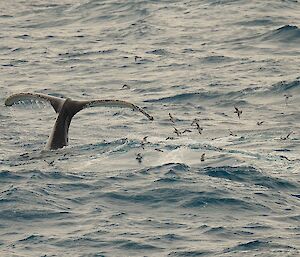 the fin of a humpback whale pops out of the water surrounded by birds feeding on krill on the surface of the water