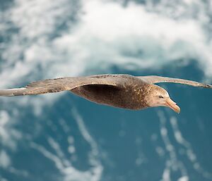 a giant petrel glides over blue crashing waves