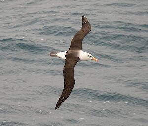 A black Browed Albatross glides over the Southern Ocean