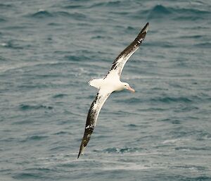 A Wandering Albatross flies over the Southern Ocean