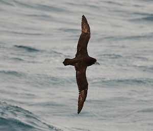 A White Chinned Petrel flies over the Southern Ocean