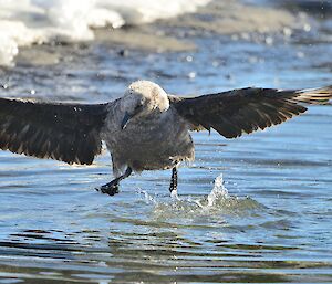 a petrel is just about to land on the water