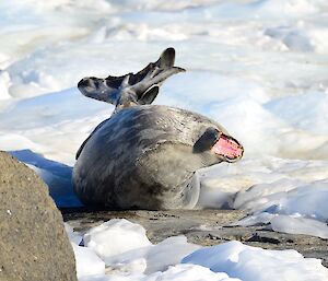 a grey Weddell seal is twisted in a backwards shape with its mouth open