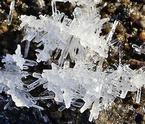 small salt crystals in the shape of matchsticks on brown rock