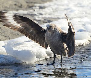 a skua stands on the shore with wings outstretched