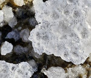 Salt has been crystallised in ice on rocks