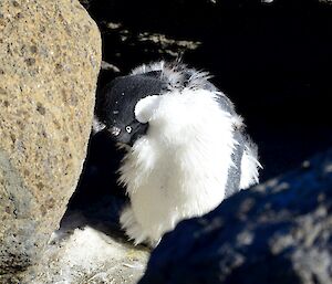 A malting Adélie penguin is standing in between rocks