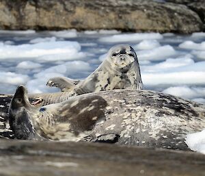 three grey and white spotted Weddell seals in front of icy water