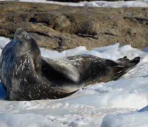 a grey and black Weddell seal is stretched out on ice