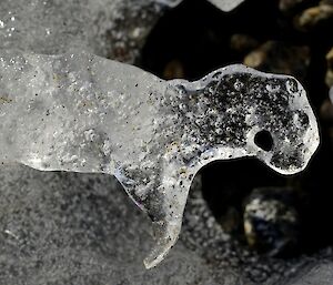 a piece of ice has melted in the shape of a seal