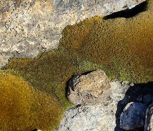 green and brown moss growing on a rock