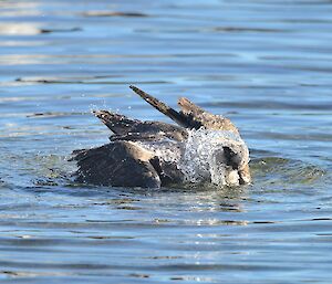 a Skua bird is dunking its head in the water