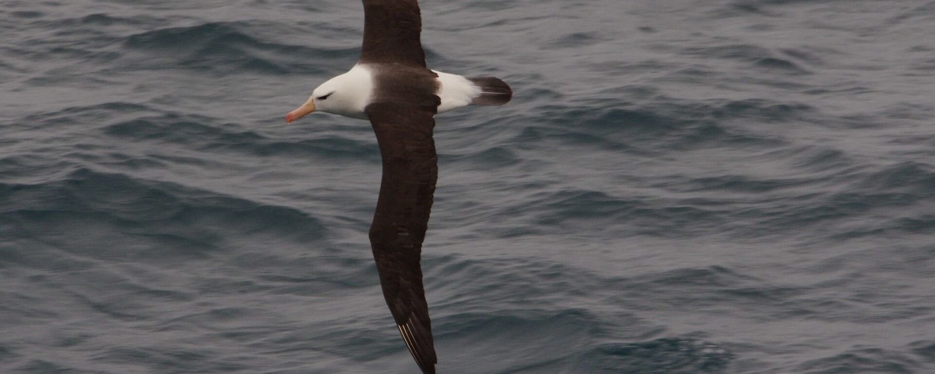 A black browed albatross fflies over the Southern Ocean