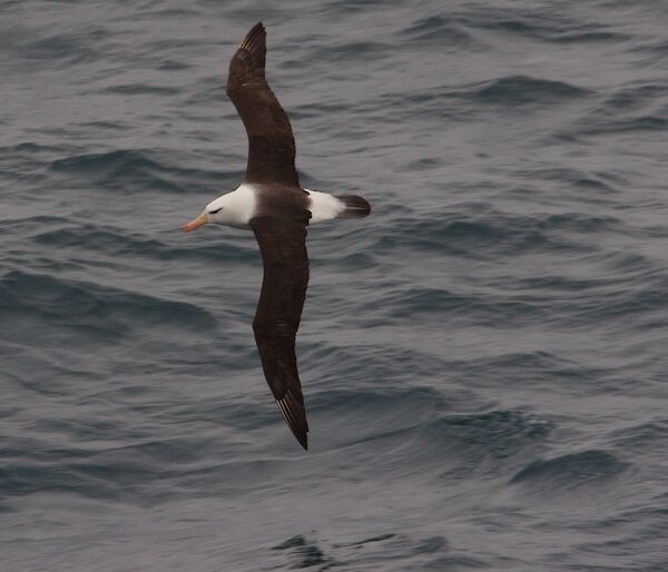 A black browed albatross fflies over the Southern Ocean