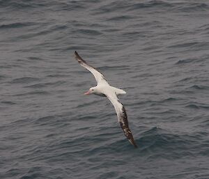 A Wandering Albatross flies over the Southern Ocean