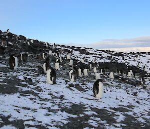 A colony of Adélie penguins on rock and ice