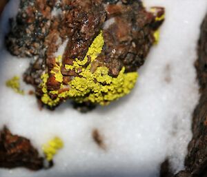 A close up photo of yellow lichen growing on rocks.