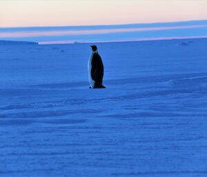 A lone emperor penguin on the sea ice with a pink sky