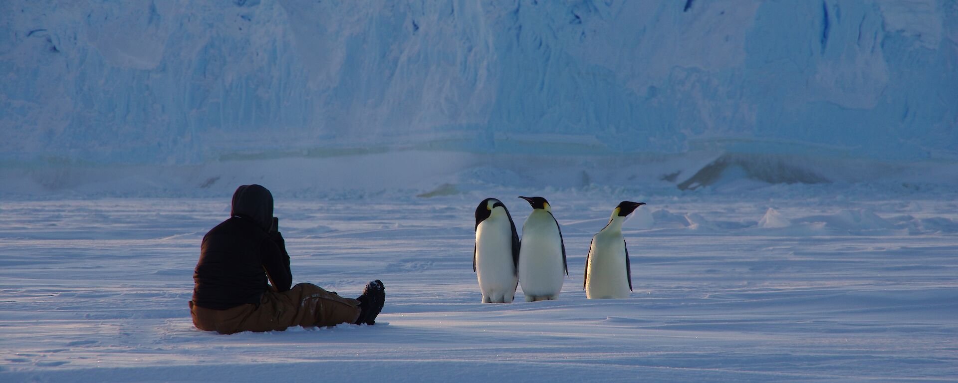 A man sits on the ice in front of three emperor penguins.