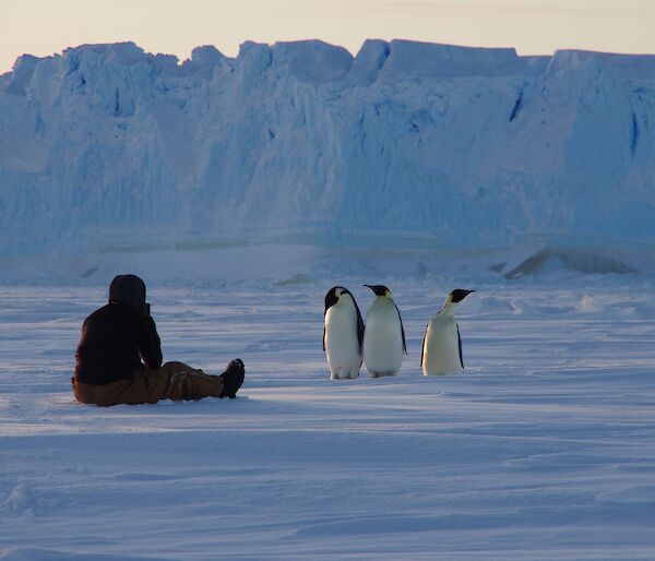 A man sits on the ice in front of three emperor penguins.