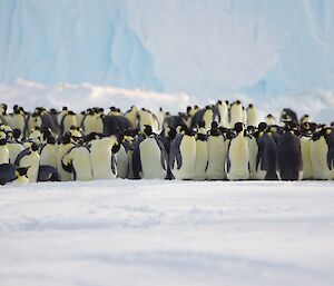 A group of emperor penguins in front of an iceberg.