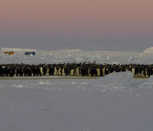 A colony of emperor penguins with a pink sky and Hägglunds in the background