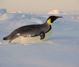 An emperor is on its belly on the sea ice.