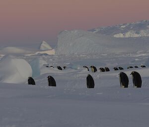 Emperor penguins walking around the colony with icebergs and a pink sky