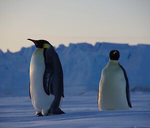 Two emperor penguins on the sea ice.