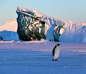 An emperor penguin stands in front of a jade coloured ice berg