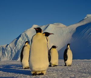 Five emperor penguins stand in front of an iceberg.