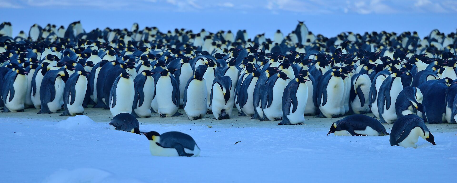 A rookery of emperor penguins all huddled together.