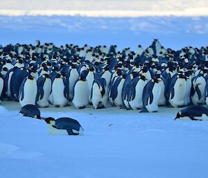 A rookery of emperor penguins all huddled together.