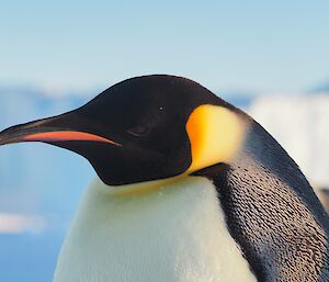 A close up of an emperor penguin head with bright yellow neck and pink and purple beak
