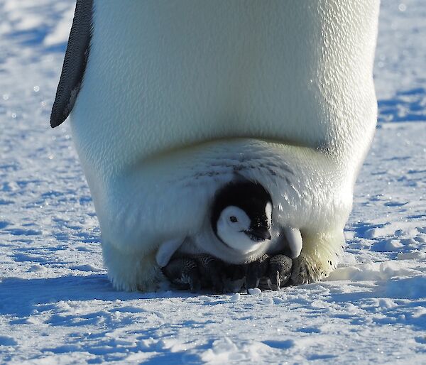 A chick sits squashed in between the feet and belly of a penguin
