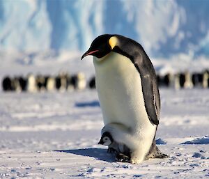 An emperor penguin walks with a chick balancing on it’s feet