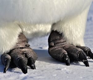 A close up of penguin feet showing how they are perfect for keeping the chicks of the ice and also the webbing for swimming in the open sea.