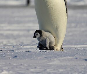 An emperor chick balances on the feet of an adult penguin