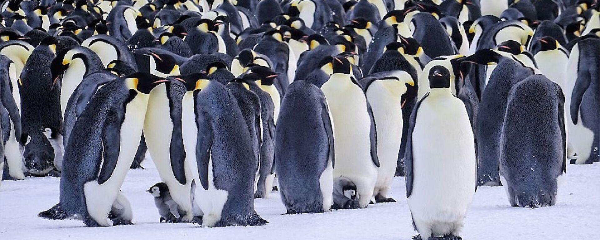 A colony of emperor penguins on sea ice some with chicks