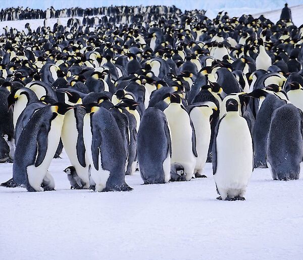 A colony of emperor penguins on sea ice some with chicks