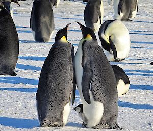 Two emperor penguins rub chests with a chick on one feet.