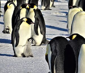 A chick takes some steps off an emperor penguins feet.